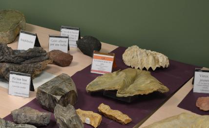 Atelier Ramène ton caillou - découverte de la géologie